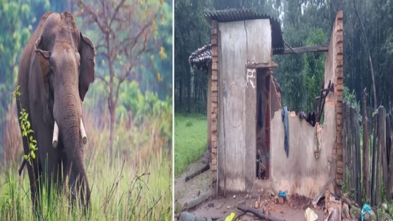 CG NEWS : हाथियों के झुंड का कहर’ घरों और फसलों को नुकसान, ग्रामीणों ने सुरक्षा की मांग उठाई